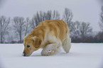 snuffling Golden Retriever