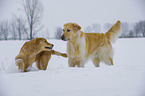 2 Golden Retrievers