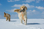 playing Golden Retriever