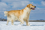 walking Golden Retriever