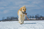 playing Golden Retriever