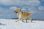 walking Golden Retriever