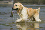 playing Golden Retriever