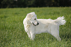 standing Golden Retriever