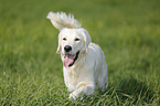 trotting Golden Retriever