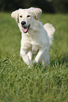 running Golden Retriever