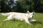 running Golden Retriever