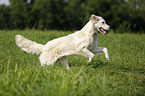 running Golden Retriever