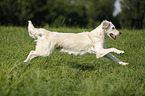 running Golden Retriever