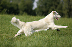 running Golden Retriever