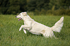 running Golden Retriever