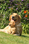 2 Golden Retrievers