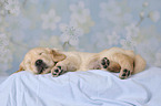 Golden Retriever puppy