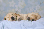 Golden Retriever puppy