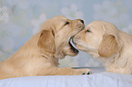 Golden Retriever puppies