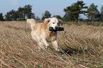 retrieving Golden Retriever