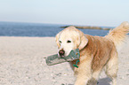 retrieving Golden Retriever