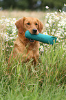 Golden Retriever Portrait