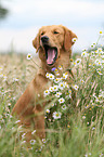 sitting Golden Retriever