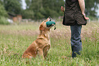 retrieving Golden Retriever