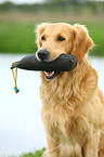 Golden Retriever Portrait