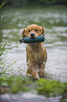 playing Golden Retriever