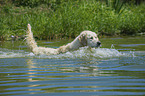 running Golden Retriever