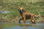 retrieving Golden Retriever