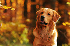 Golden Retriever Portrait