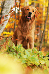 sitting Golden Retriever