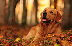 lying Golden Retriever