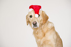 Golden Retriever with Santa Claus cap