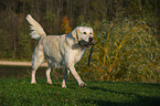 playing Golden Retriever