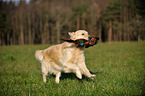 retrieving Golden Retriever