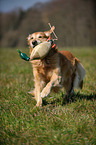 retrieving Golden Retriever