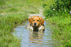 lying Golden Retriever