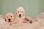 2 Golden Retriever Puppies