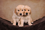 2 Golden Retriever Puppies