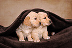 2 Golden Retriever Puppies