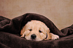 Golden Retriever Puppy