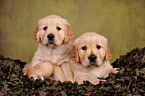 2 Golden Retriever Puppies