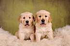 2 Golden Retriever Puppies