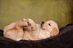 Golden Retriever Puppy