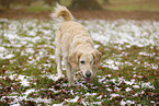 blinde Golden Retriever