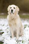 sitting Golden Retriever