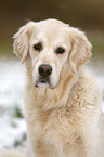 Golden Retriever Portrait