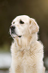 Golden Retriever Portrait