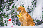 Golden Retriever in the snow