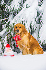 Golden Retriever in the snow