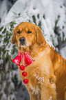 Golden Retriever in the snow